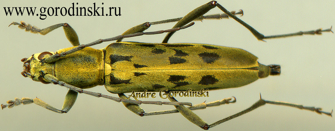 http://www.gorodinski.ru/cerambyx/Demonax cuneatus.jpg